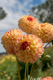 Everbloom Siesta