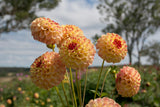 Everbloom Siesta