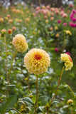 Everbloom Siesta