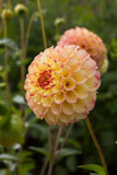 Everbloom Siesta