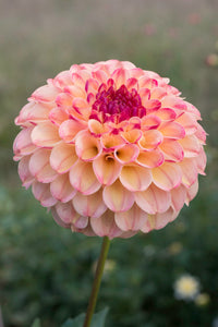 Everbloom Siesta