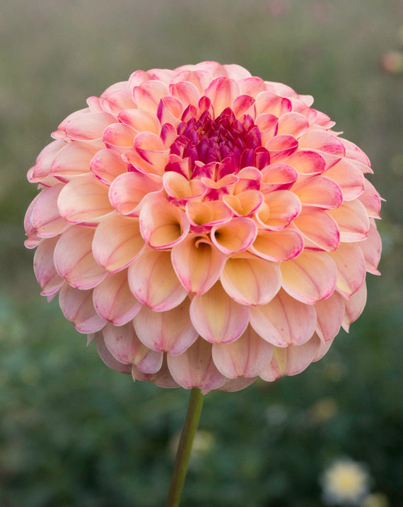 Everbloom Siesta