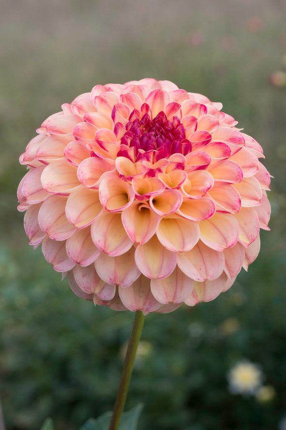 Everbloom Siesta