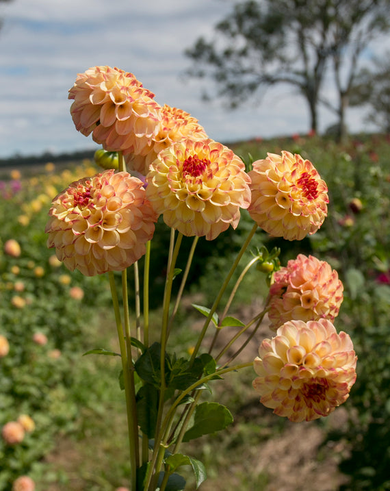 Everbloom Siesta