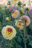Everbloom Siesta