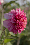Everbloom Stardust