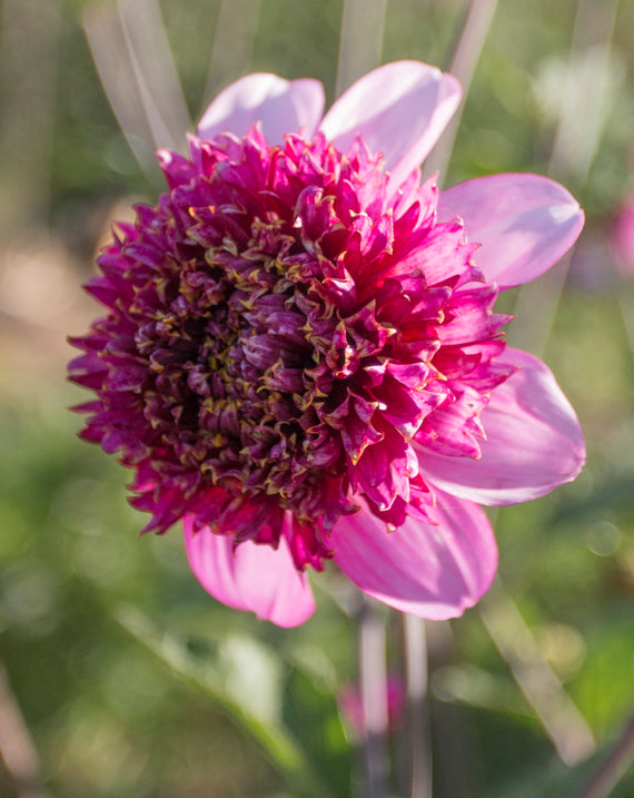 Everbloom Stardust