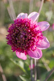 Everbloom Stardust