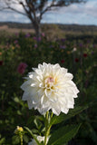 Everbloom Swan Lake