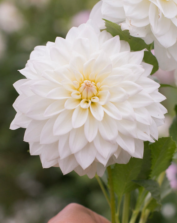 Everbloom Swan Lake