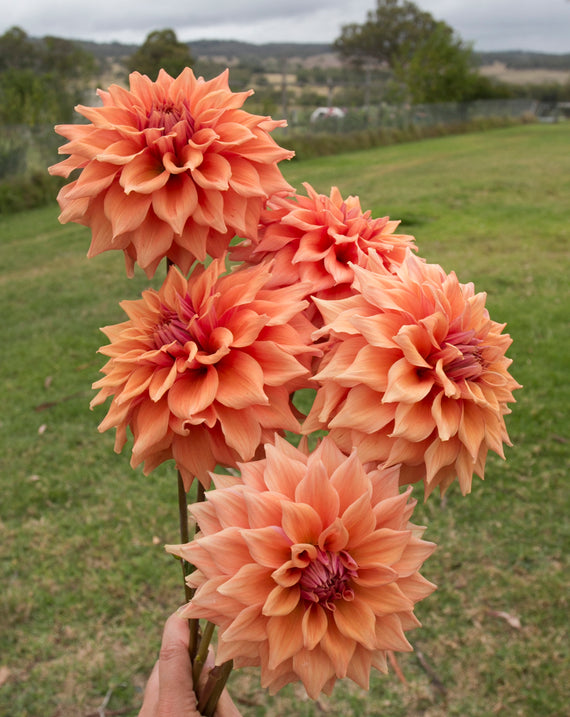Everbloom Terracotta