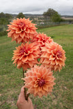 Everbloom Terracotta
