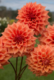 Everbloom Terracotta