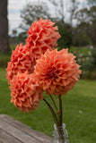 Everbloom Terracotta