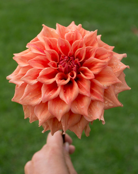 Everbloom Terracotta