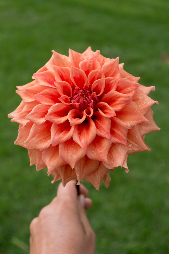 Everbloom Terracotta