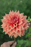 Everbloom Terracotta
