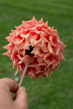 Everbloom Terracotta