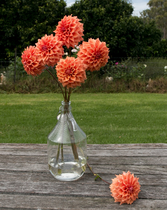 Everbloom Terracotta