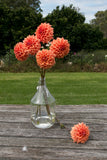 Everbloom Terracotta