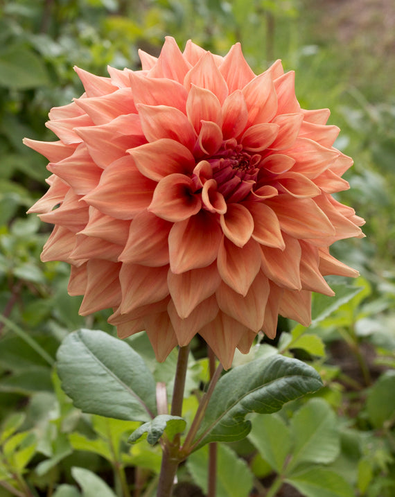 Everbloom Terracotta