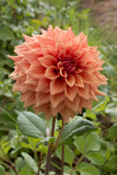 Everbloom Terracotta
