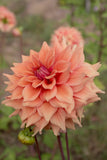 Everbloom Terracotta