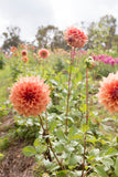 Everbloom Terracotta