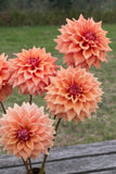 Everbloom Terracotta
