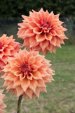 Everbloom Terracotta