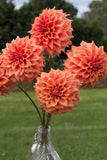 Everbloom Terracotta