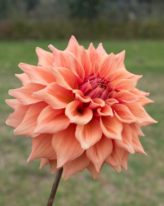 Everbloom Terracotta