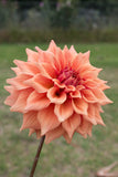 Everbloom Terracotta