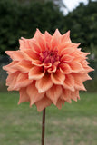 Everbloom Terracotta
