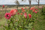 Everbloom Ceridwen - LIMIT 1 PER CUSTOMER