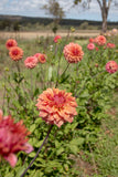 Everbloom Ceridwen - LIMIT 1 PER CUSTOMER