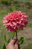 Everbloom Ceridwen - LIMIT 1 PER CUSTOMER