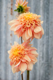 Everbloom Lioness - LIMIT 1 PER CUSTOMER