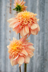 Everbloom Lioness - LIMIT 1 PER CUSTOMER