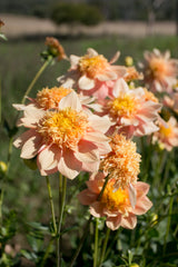 Everbloom Lioness - LIMIT 1 PER CUSTOMER