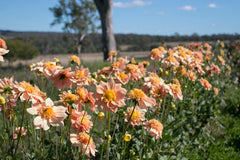 Everbloom Lioness - LIMIT 1 PER CUSTOMER