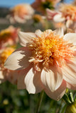 Everbloom Lioness - LIMIT 1 PER CUSTOMER