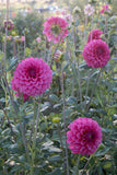 Everbloom Raspberry
