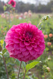 Everbloom Raspberry