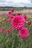 Everbloom Raspberry