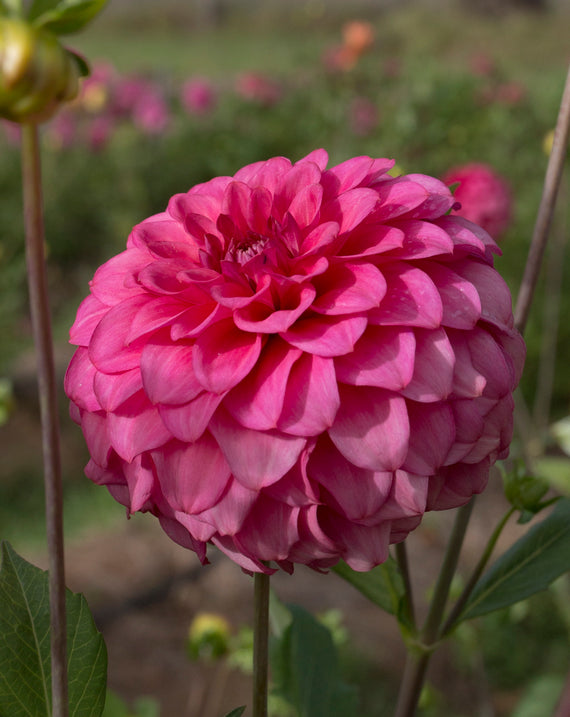 Everbloom Raspberry - LIMIT 1 PER CUSTOMER