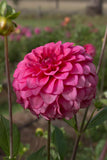 Everbloom Raspberry