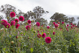 Everbloom Raspberry