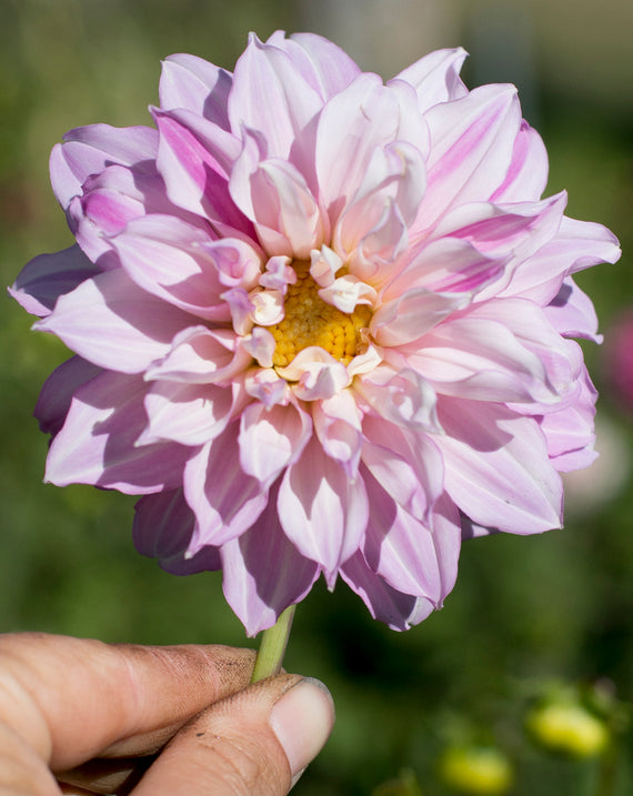 Everbloom Flutterby