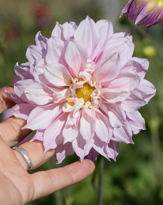 Everbloom Flutterby